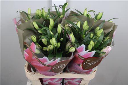 <h4>Li Or Du Rl Isabella</h4>