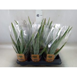 Aloe vera