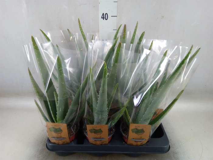 <h4>Aloe vera</h4>