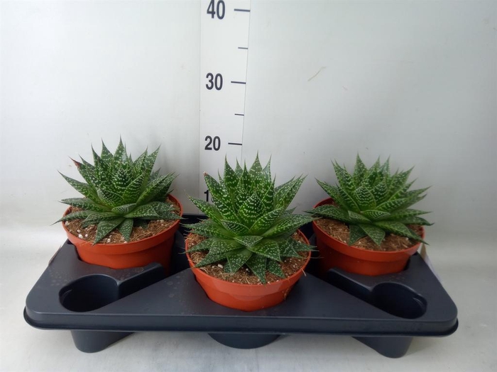<h4>Aloe aristata</h4>