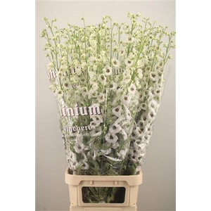 Delph El Dewi Rocket