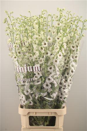 <h4>Delph El Dewi Rocket</h4>