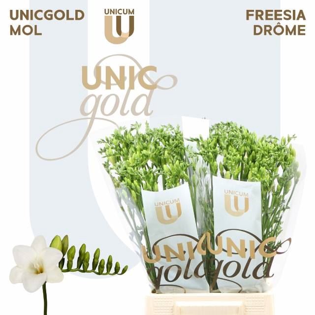 <h4>Freesia enk Diamond River</h4>