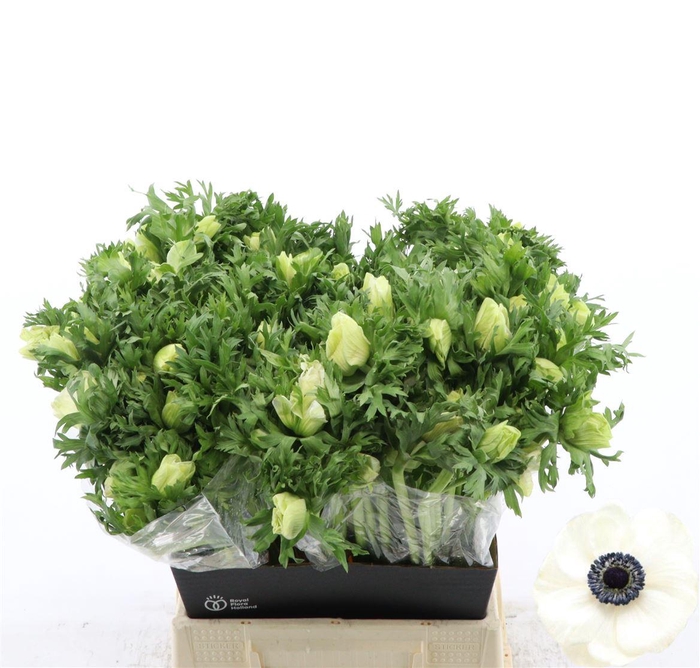 <h4>Anemone Galil Wit</h4>