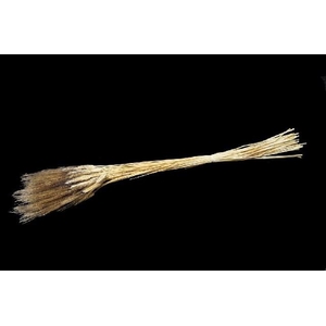 Dried triticum black beard