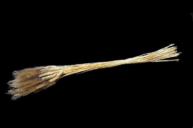 <h4>Dried triticum black beard</h4>