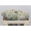 Ozothamnus Booming White