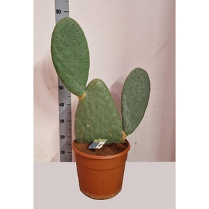 OPUNTIA