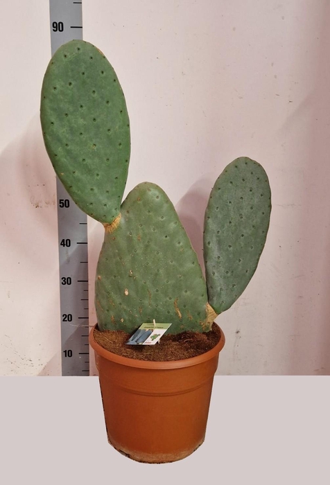 <h4>OPUNTIA</h4>