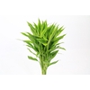 Dracaena Sanderiana Gold (air)