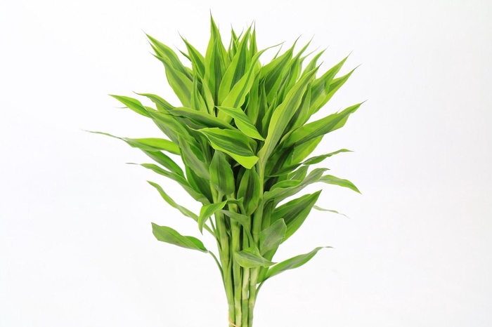 <h4>Dracaena Sanderiana Gold (air)</h4>