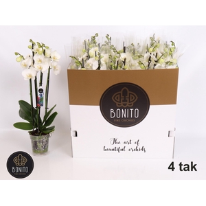 PHAL WHITE NOTTINGHAM 3 TAK