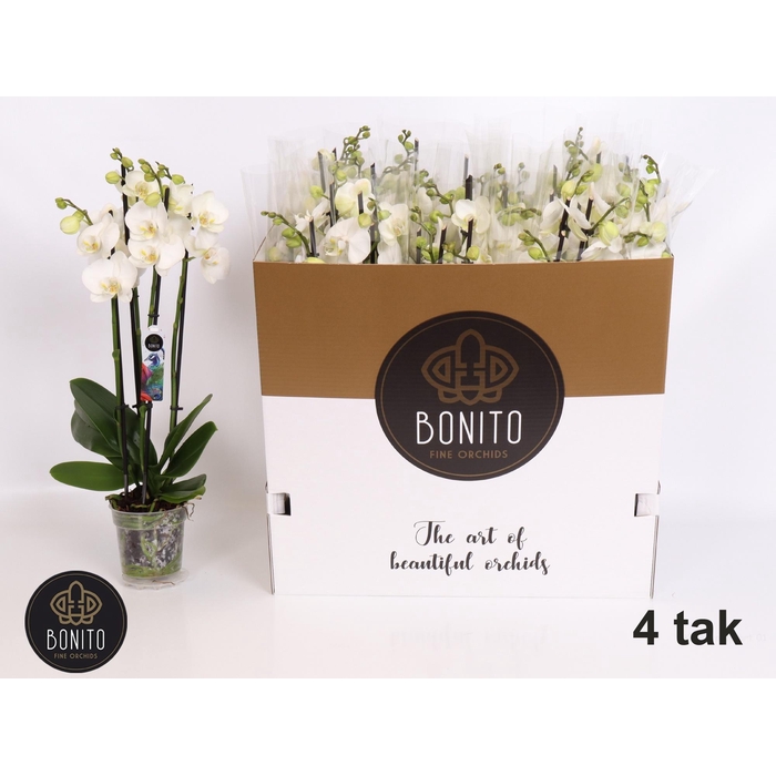 <h4>PHAL AN NOTTINGHAM</h4>