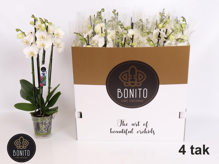 <h4>PHAL AN NOTTINGHAM</h4>