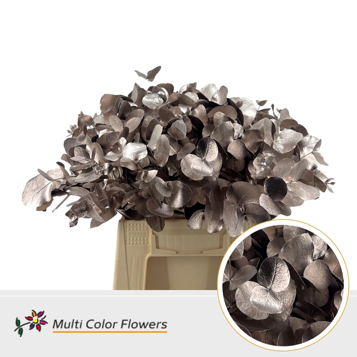 <h4>Eucalyptus Cinerea Champagne</h4>