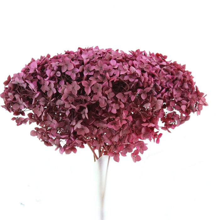 <h4>Pres Bleached Hydrangea Anna Dark Cerise</h4>