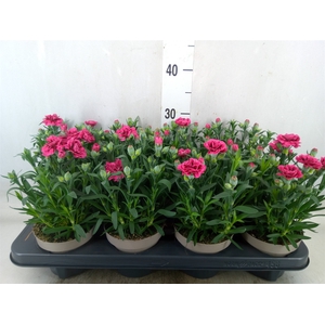 Dianthus  'Oscar'   ...mix