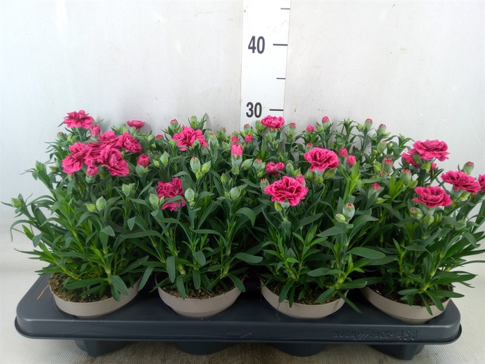 <h4>Dianthus  'Oscar'   ...mix</h4>