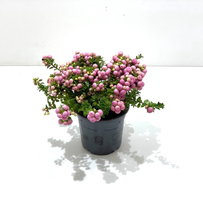 <h4>Gaultheria mucronata Roze</h4>