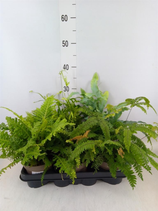 <h4>Ferns   ...mix</h4>
