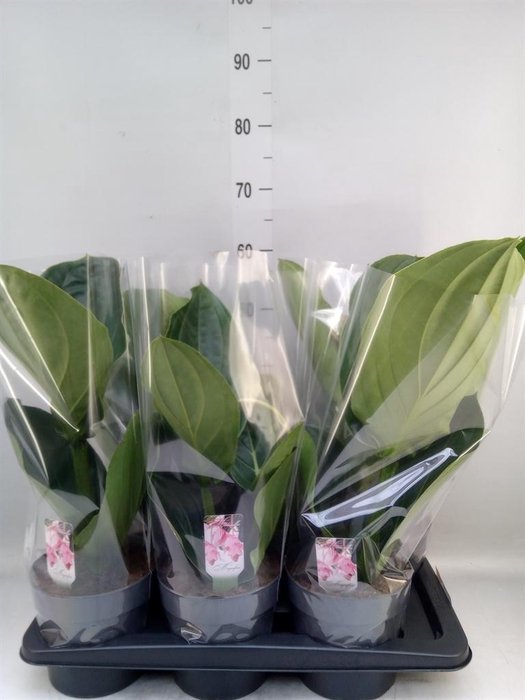 <h4>Medinilla magn. 'Flamenco'</h4>