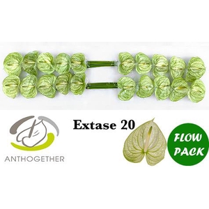 ANTH A EXTASE 20 flowpack