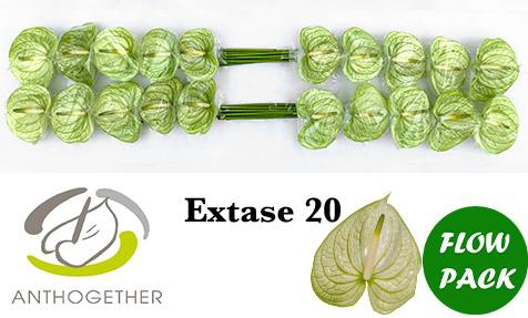 <h4>ANTH A EXTASE 20 flowpack</h4>