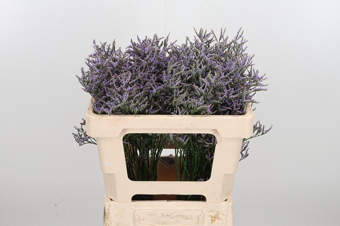 <h4>Lim Ov Skylight</h4>