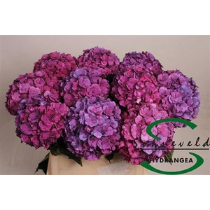 Hydr M Royal Anastasia Lila