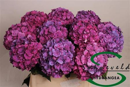<h4>Hydr M Royal Anastasia Lila</h4>