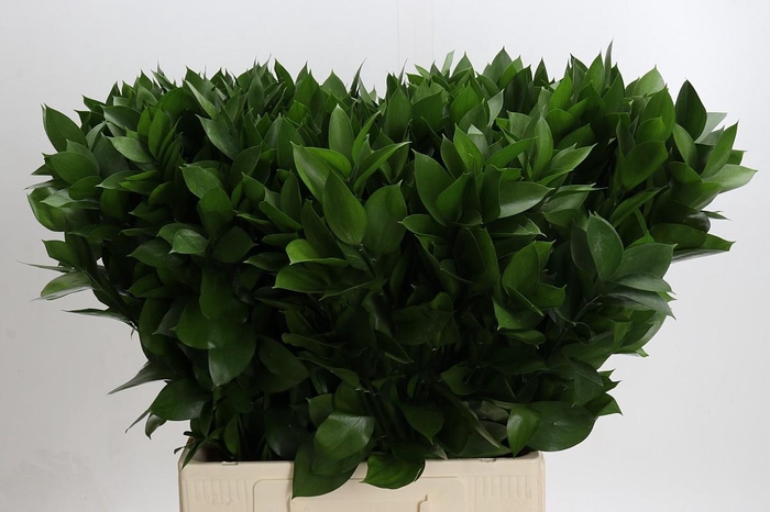 <h4>Ruscus Hypophyllum</h4>