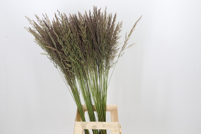 <h4>Calamagrostis Brachytricha</h4>