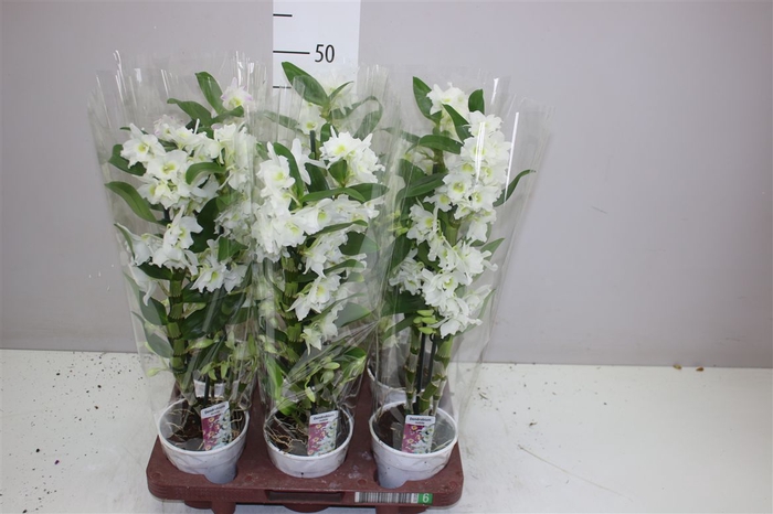 <h4>Dendrobium Nobilee Wit 2 Tak</h4>