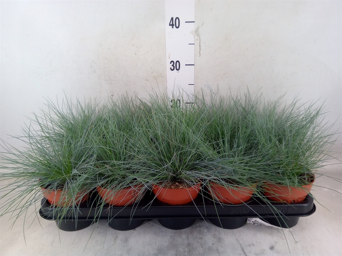 <h4>Festuca glauca</h4>