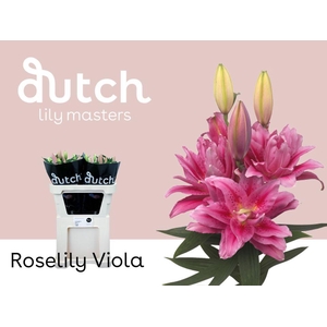 LI. OR DU RL VIOLA 2+