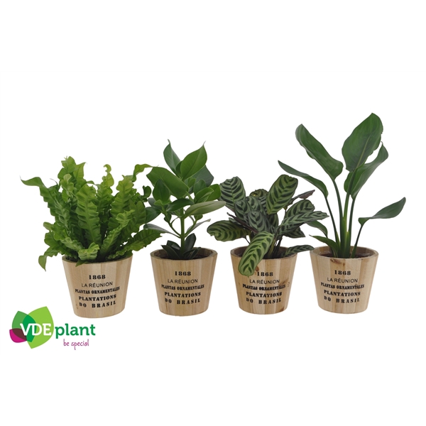 <h4>Intenz mix 12cm in Nairobi pot</h4>