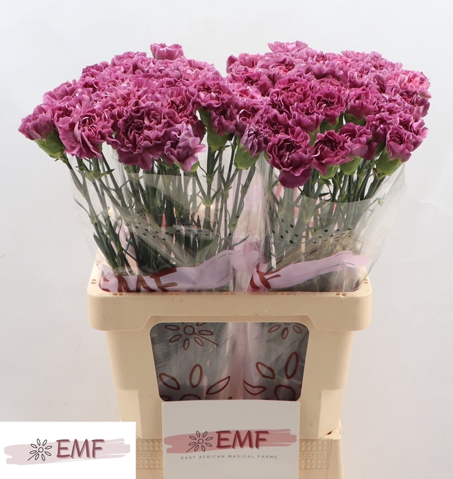 <h4>Di St Mustang</h4>