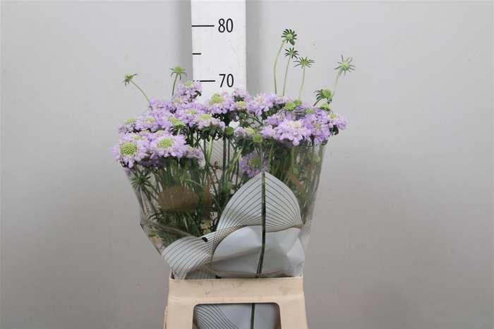 <h4>Scab At D Lavender Bb Scoop</h4>