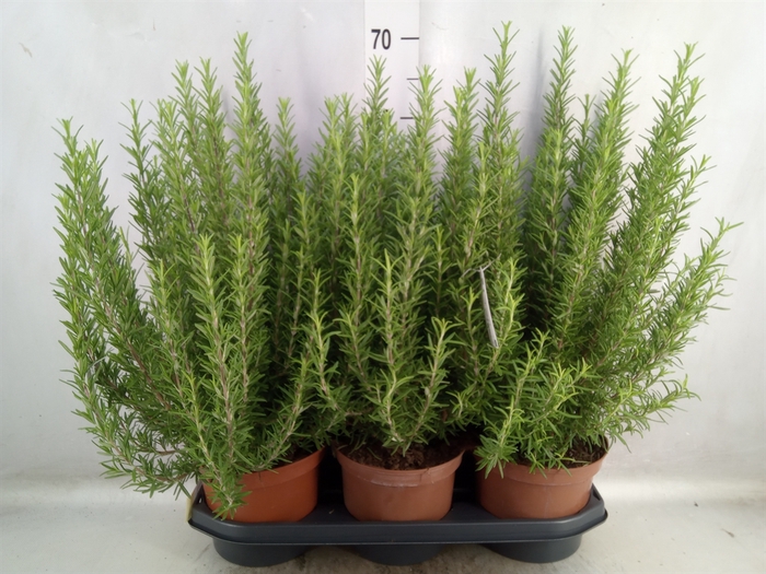 <h4>Rosmarinus officinalis   ...</h4>