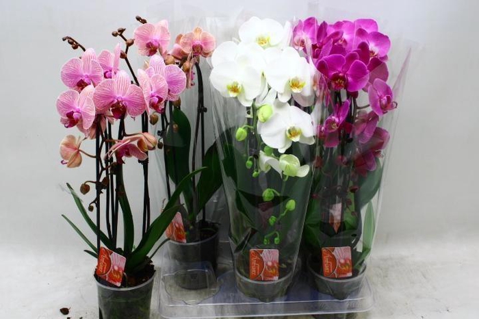 <h4>PHAL EL CASCADE</h4>