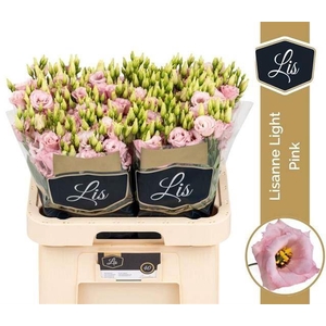 LIS G LISANNE LIGHT PINK