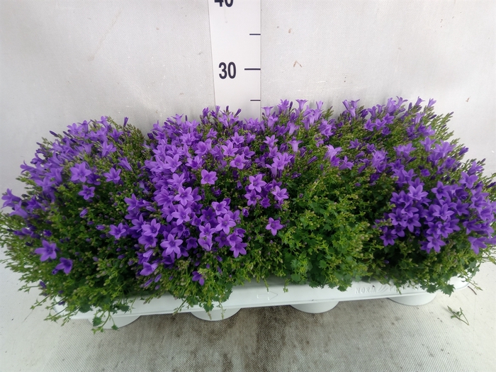 <h4>Campanula porten. 'Ambella In Prpl'</h4>