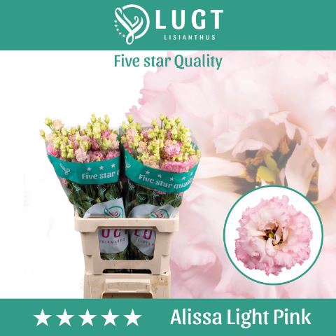 <h4>EUSTOMA RUSS. DU 'ALISSA LG PINK'</h4>