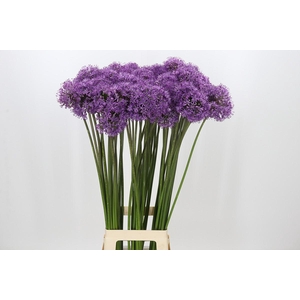 Allium Gladiator