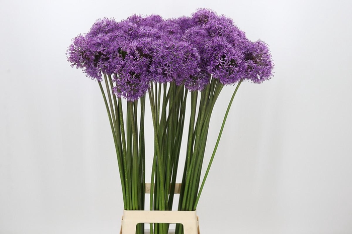 <h4>Allium Gladiator</h4>