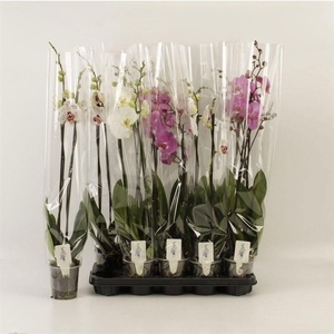 PHAL GEM