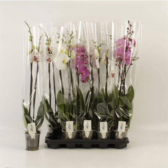 <h4>PHAL GEM</h4>