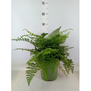 Asplenium  'Parvati'