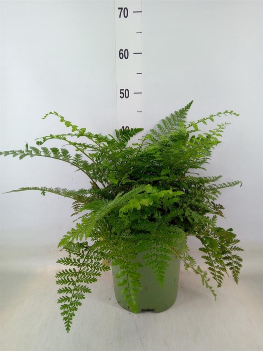 <h4>Asplenium  'Parvati'</h4>