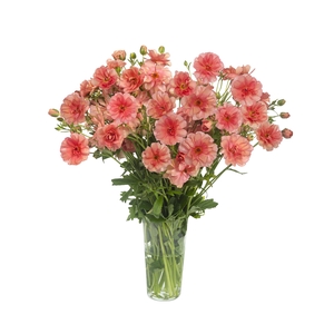 Ranunculus Butterfly Eris